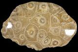 Polished Fossil Coral (Actinocyathus) - Morocco #100584-1
